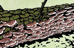 A stylized illustration of bracket fungi growing in layered rows along the bark of a fallen log.
